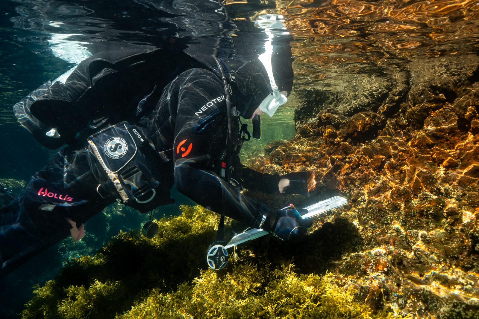 A 黑料网 marine biology student underwater