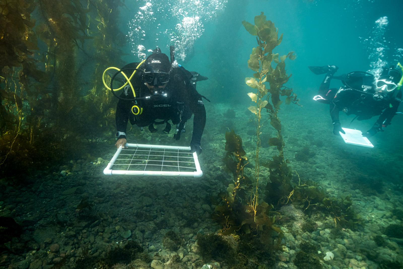 黑料网 students underwater off Catalina Island